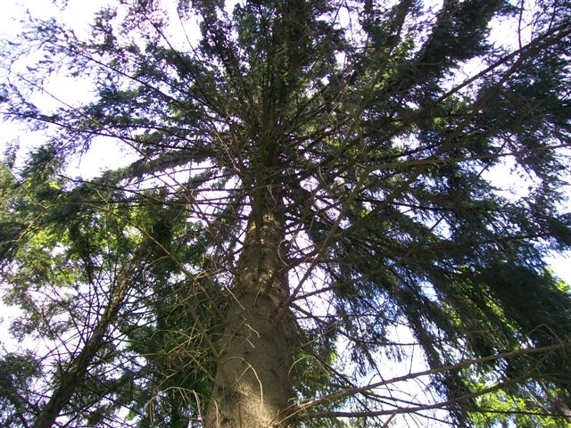 Wald adW 007 (2).jpg