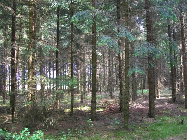 Wald adW 008 (2).jpg