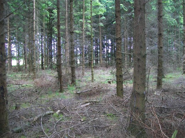 Wald adW 009 (2).jpg
