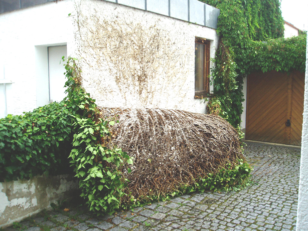 Efeuabsturz 001.jpg