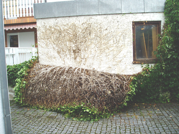 Efeuabsturz 002.jpg