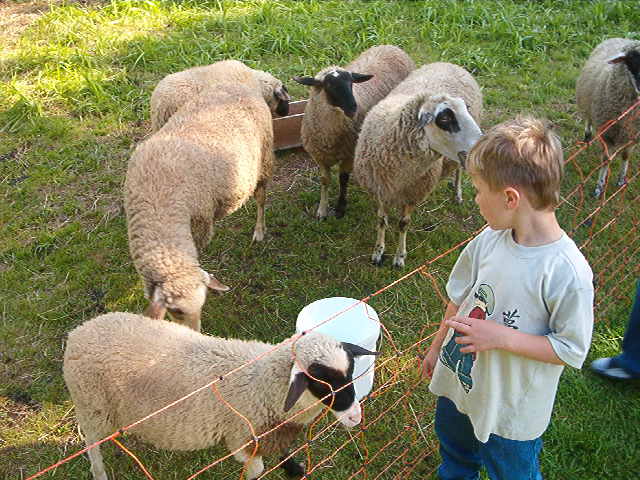 Schafe und wir 003.jpg