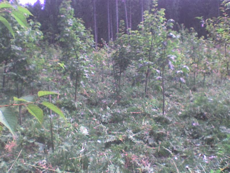 Kirschen ohne Adlerfarn (Medium).JPG