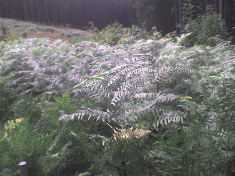 Kirschen mit Adlerfarn (Medium).JPG