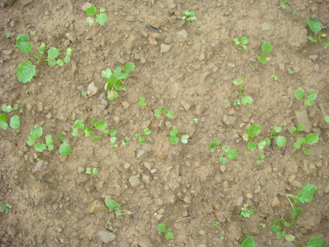 Rapssaat 20.08. am 27.08. Sandboden.JPG