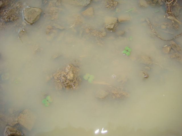 Raps unter Wasser Saat.JPG