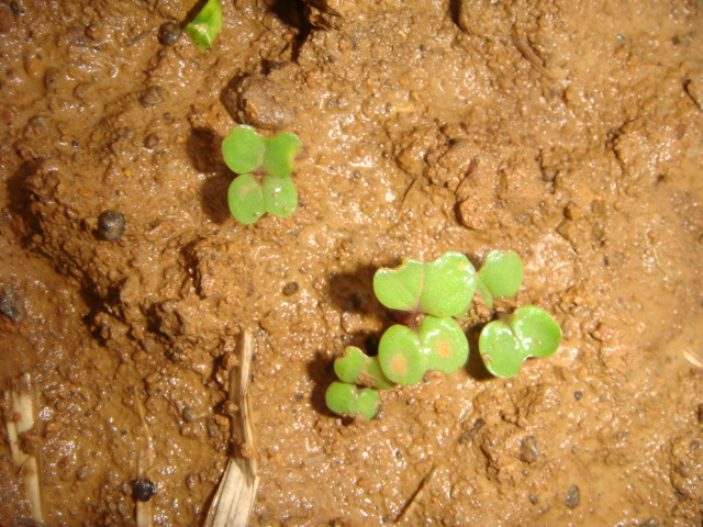Rapssaat 20.08. am 27.08. auf Lehmboden.JPG