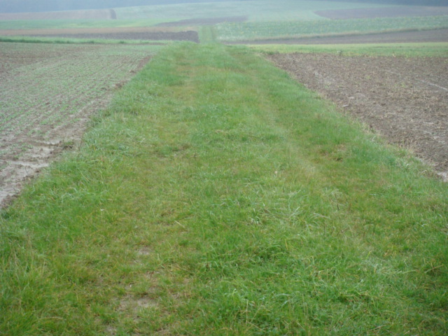 Pflug links Grubber rechts Rapssaat 2010.JPG