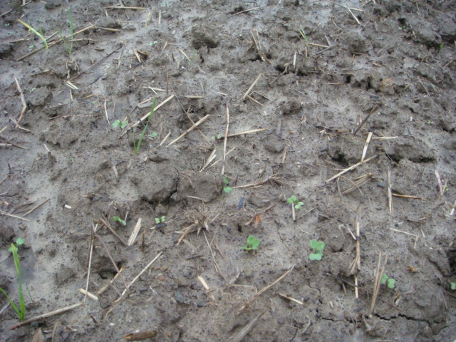 Raps nach Grubber 8.9.2010.JPG