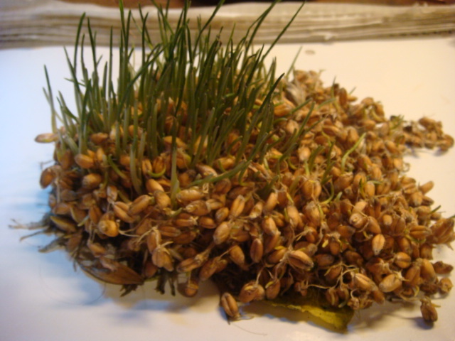 Weizenauswuchs im Lager 2010 bei 15% Feuchte.JPG