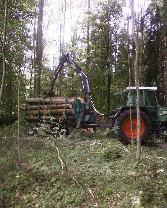Käferholz Rücken3.jpg