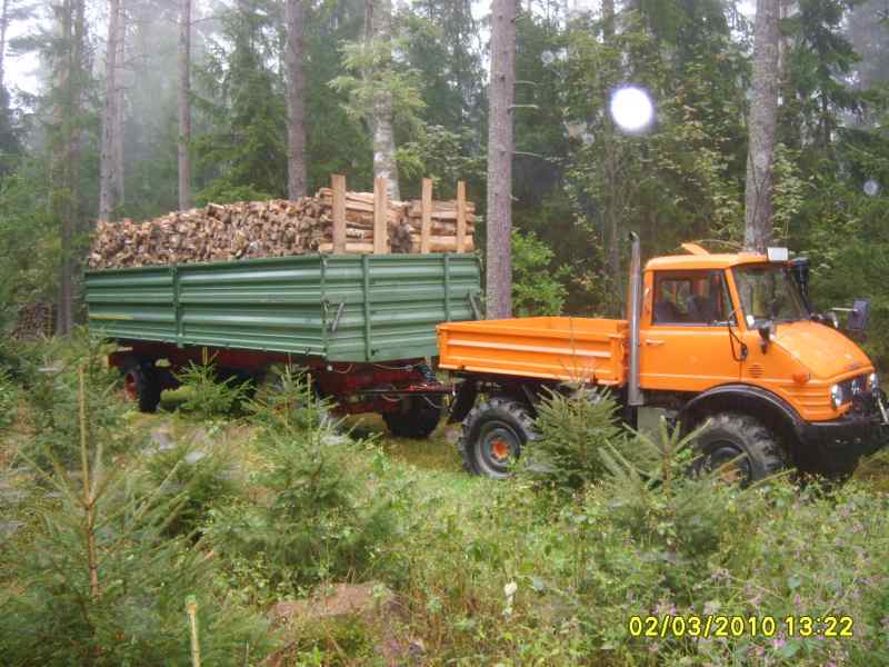 Birke 1.jpg