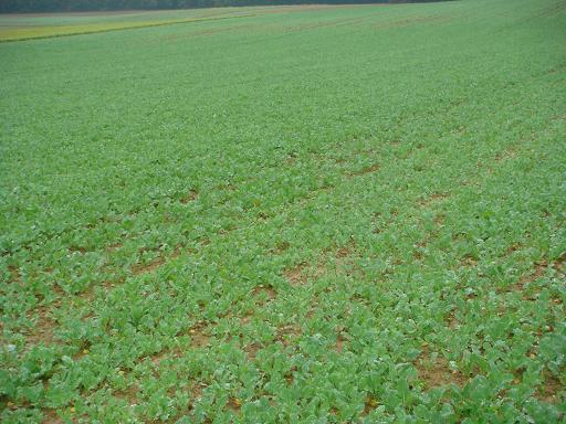 Pflugrapsfeld am 3.10k.JPG