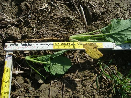 Rapswurzellänge Pflug zu Grubber 3.10k.JPG