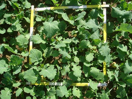 Zählrahmen Pflugraps 3.10k.JPG