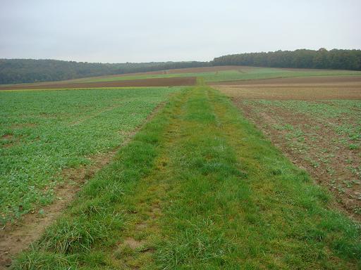 Raps Pflug links Grubber rechts 3.10k.JPG