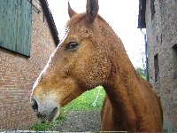 Limbo auf der Koppel1.jpg