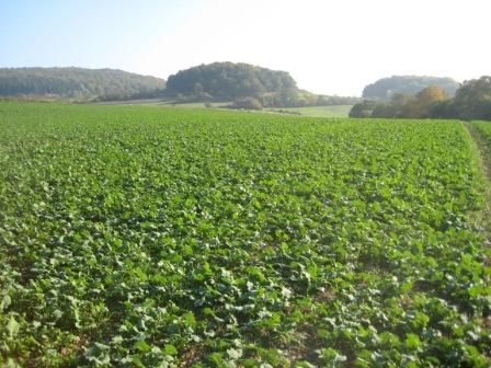 Getreide2010 013.jpg