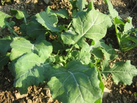 Getreide2010 014.jpg