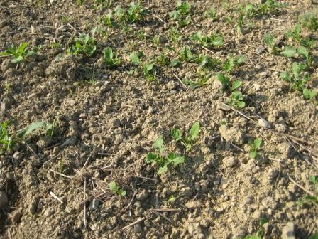 Getreide2010 011.jpg