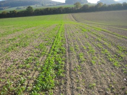 Getreide2010 012.jpg