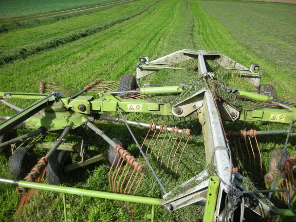 Schwaden von Ackergras.JPG