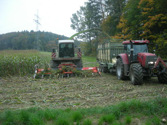 Ecken freihäckseln.JPG