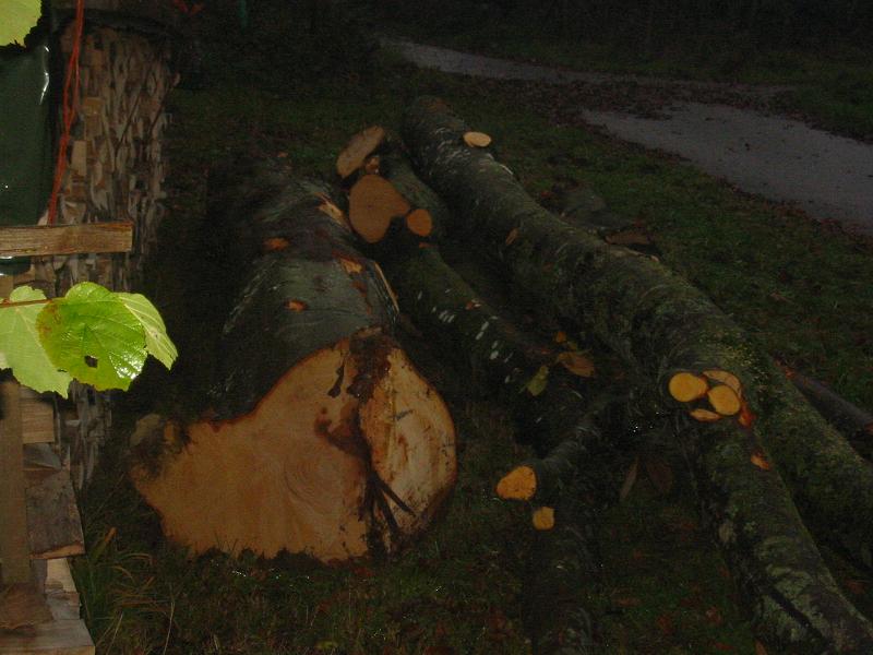 Holz 2010 006.jpg