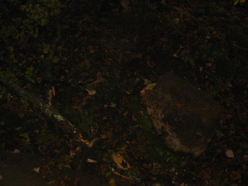 Holz 2010 005.jpg