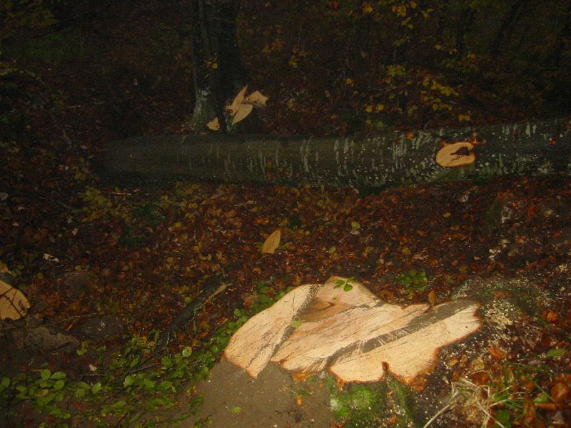 Holz 2010 004.jpg