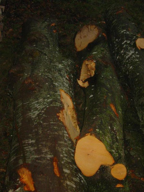 Holz 2010 007.jpg