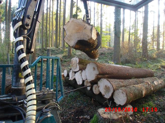 D-holz3.jpg