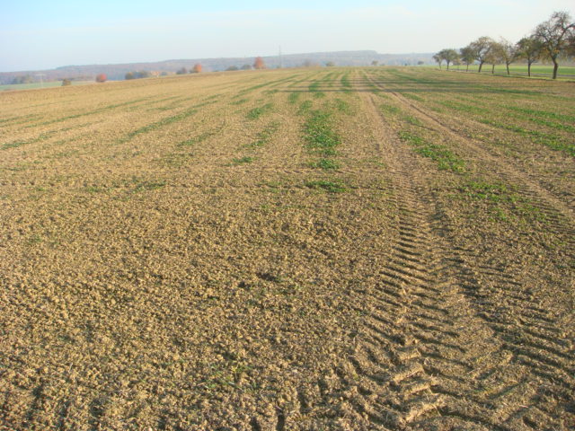 Grubber Raps reif für den Umbruch.JPG