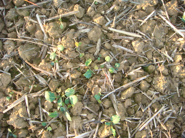 Grubber-Raps Anfang November.JPG