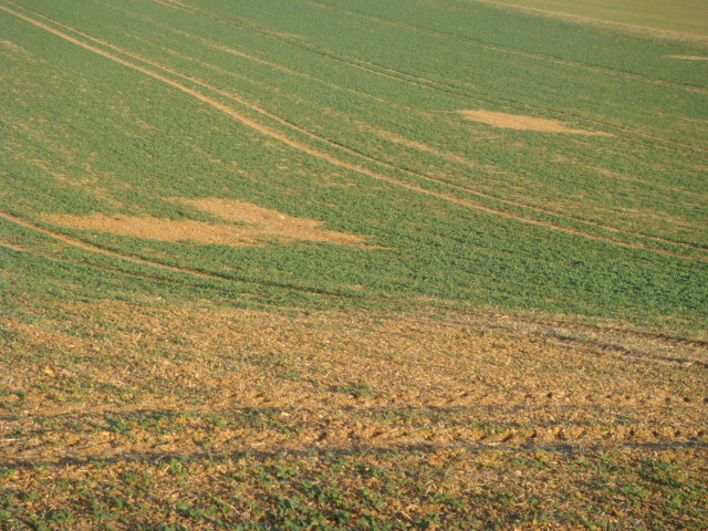 Feldmäuse fressen Grubber-Raps.JPG