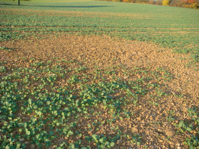 Mäusefraß im Grubber-Raps.JPG