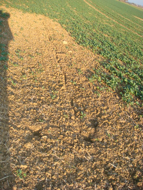 Schaden durch Mäuse im Grubber-Raps.JPG