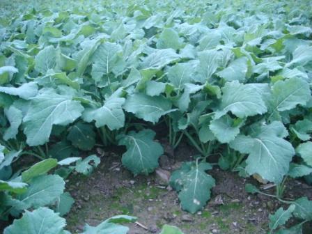 _Pflugraps Ende Oktober 2010.JPG