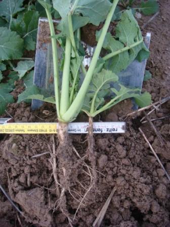 _Pflug-Raps links zu Grubber-Raps  rechts Wurzelhals Ende Okt 2010.JPG