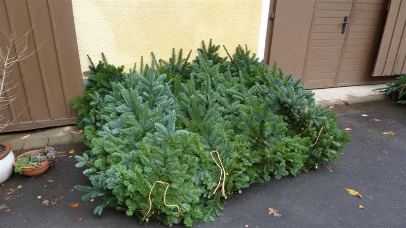 Nobilis-Schnittgrün-Bunde (Medium).JPG