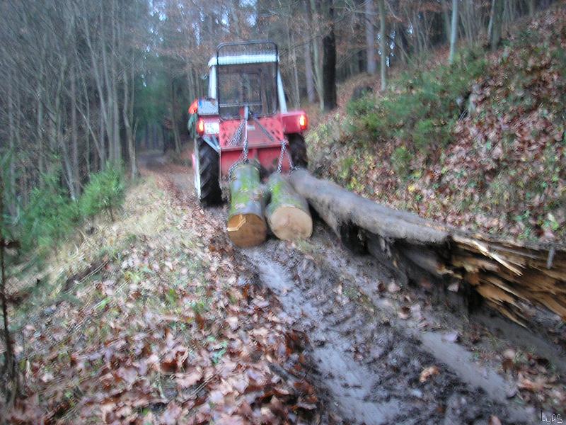 Buchen_rücken_PB170109_2.JPG