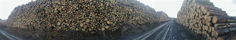 Kyrill-Schaden, 1600-Fm-Polter, eins von vielen Poltern.jpg