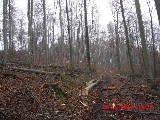 buchen5.jpg