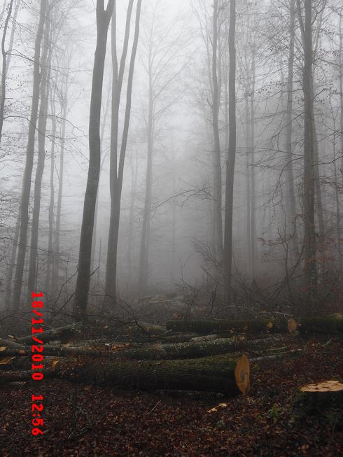 buchen4.jpg