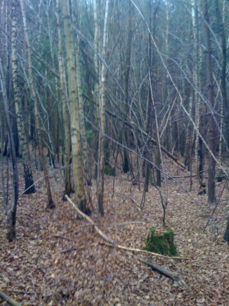 Diverses_075_450_600b (1).jpg