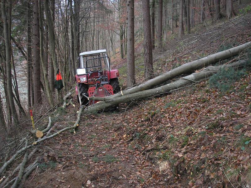Buchen_beiseilen_PB230012_2.JPG