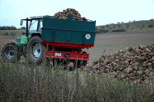 - Rübentransporte mit Schlepper -.jpg