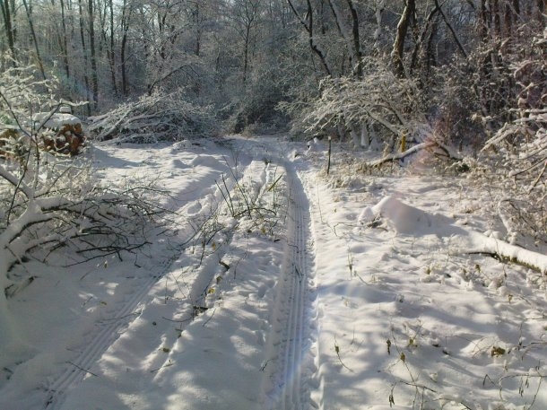 Raubtierspuren im schnee.jpg