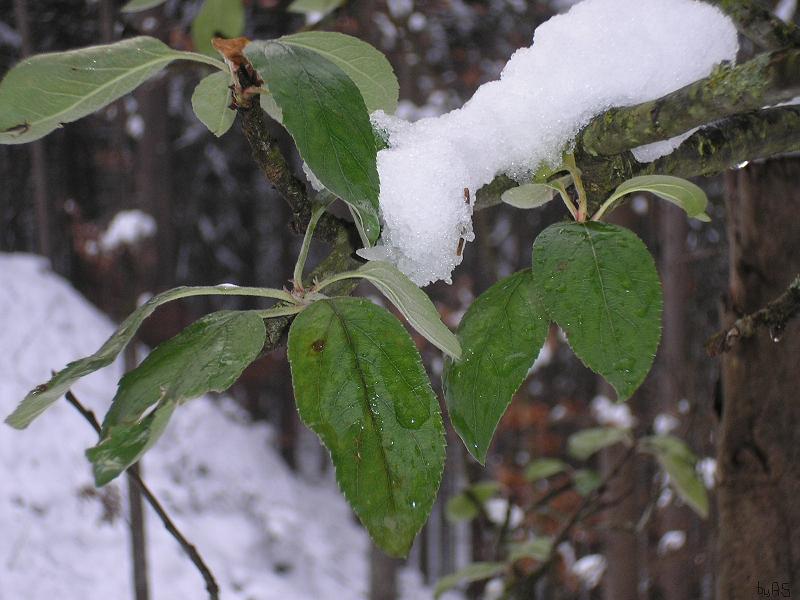 Grüner_Apfelbaum_im_Winter_PC060011_2.JPG