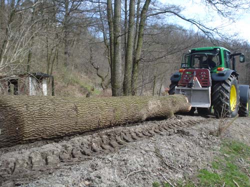 Eiche für Event 1.jpg